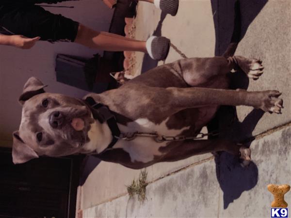 Dduntan@aol.com Picture 1